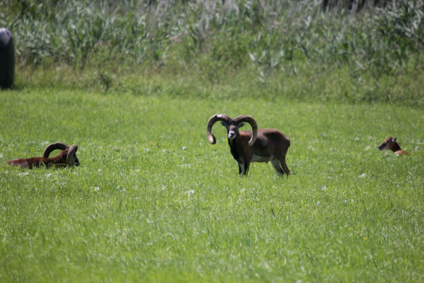 Mouflon