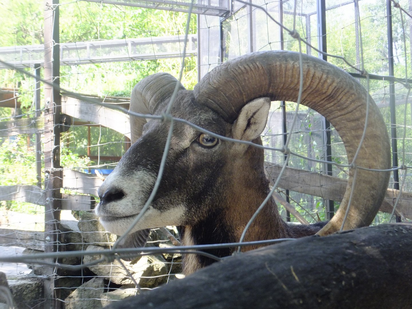 Mouflon