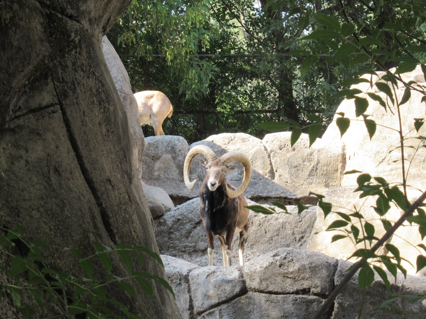 Mouflon