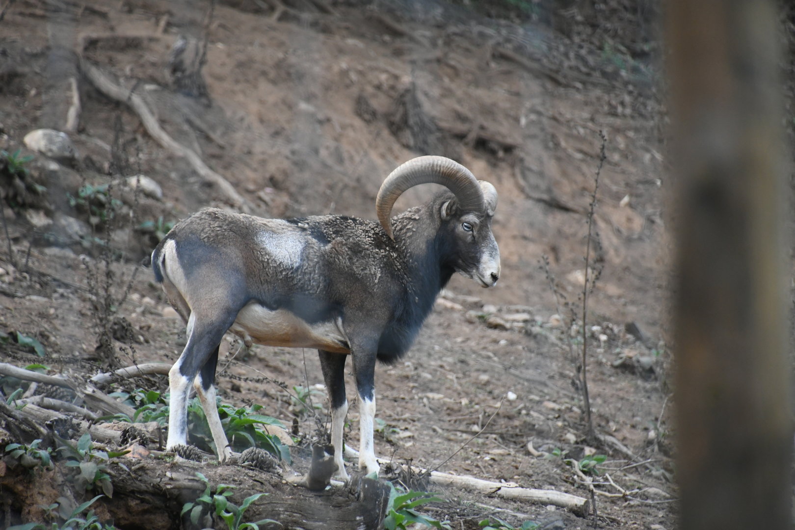 Mouflon