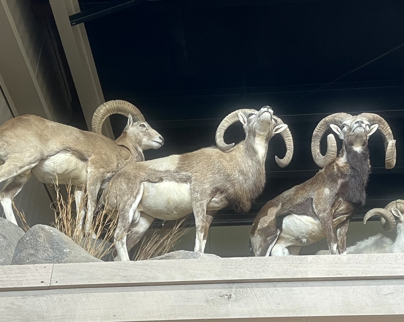 Mouflon
