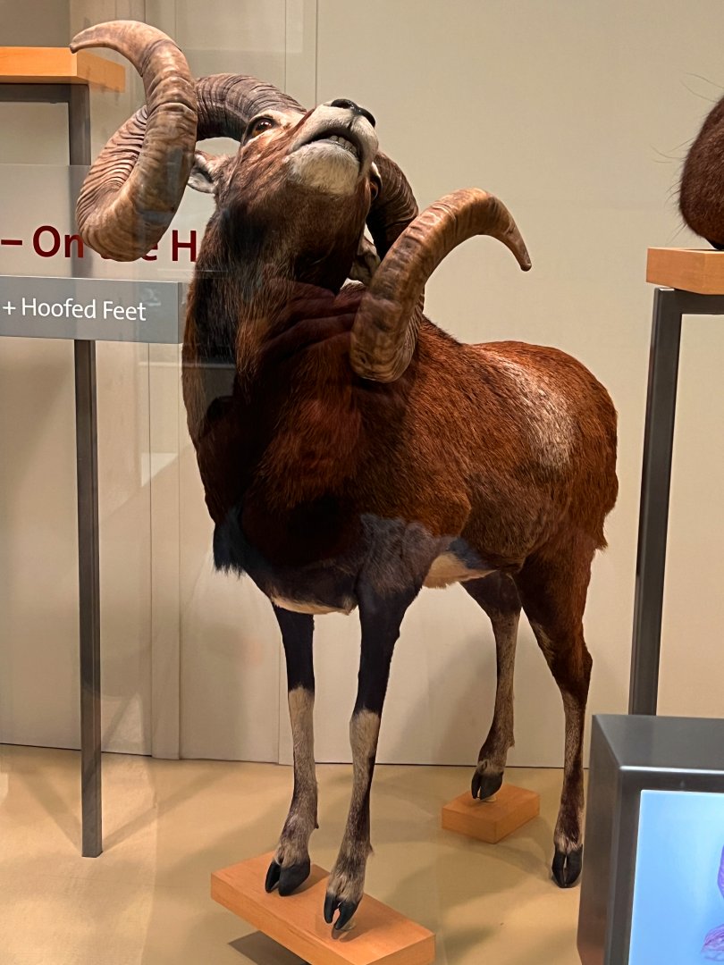 Mouflon