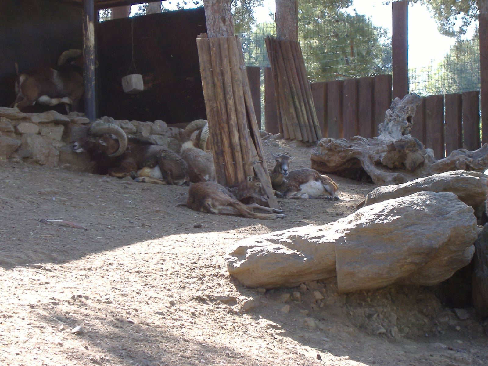 Mouflons in Paloma Park, Benalmadena, Malaga