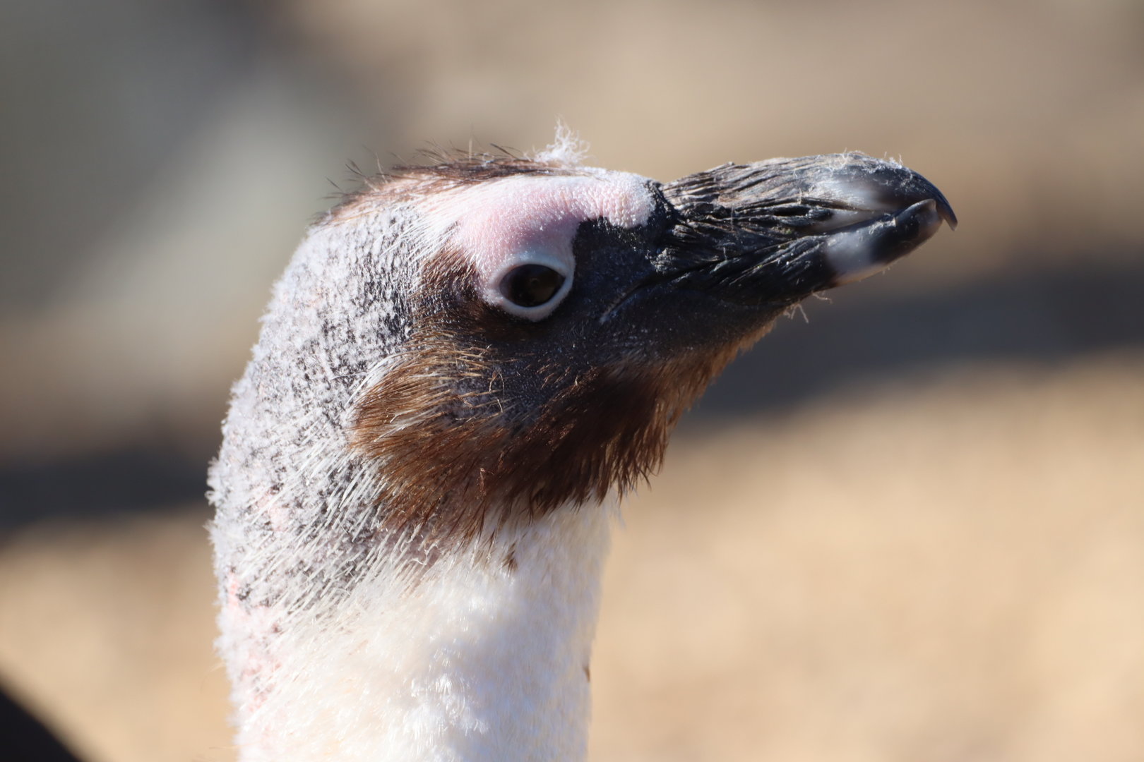Moulting African Penguin