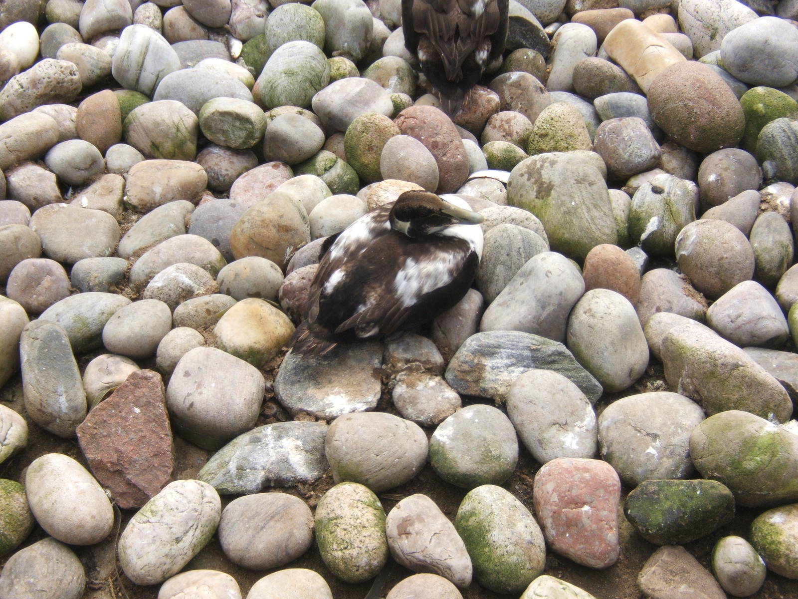 Moulting male Eider