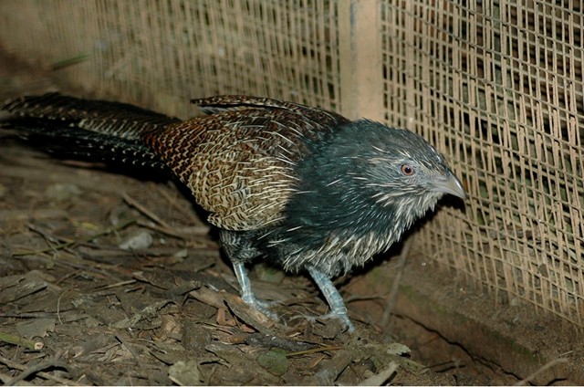 Moulting Pheasant Coucal