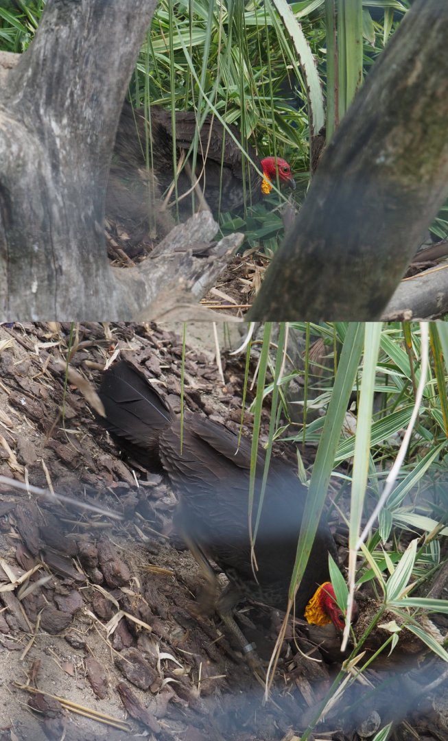 Mound-building Australian brush-turkey (Alectura lathami), 2020-09-03