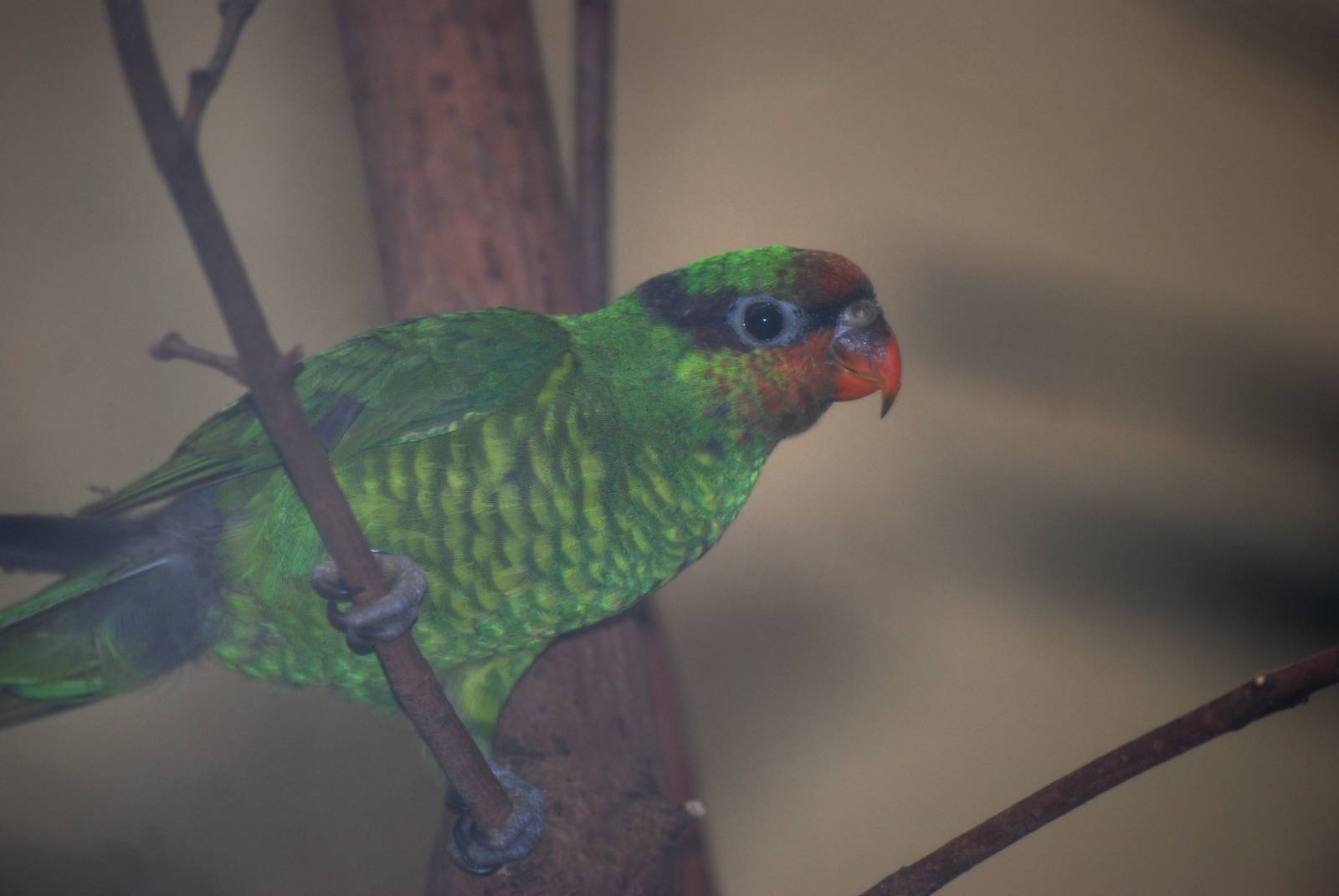 Mount Apo Lorikeet at London, 16/11/11
