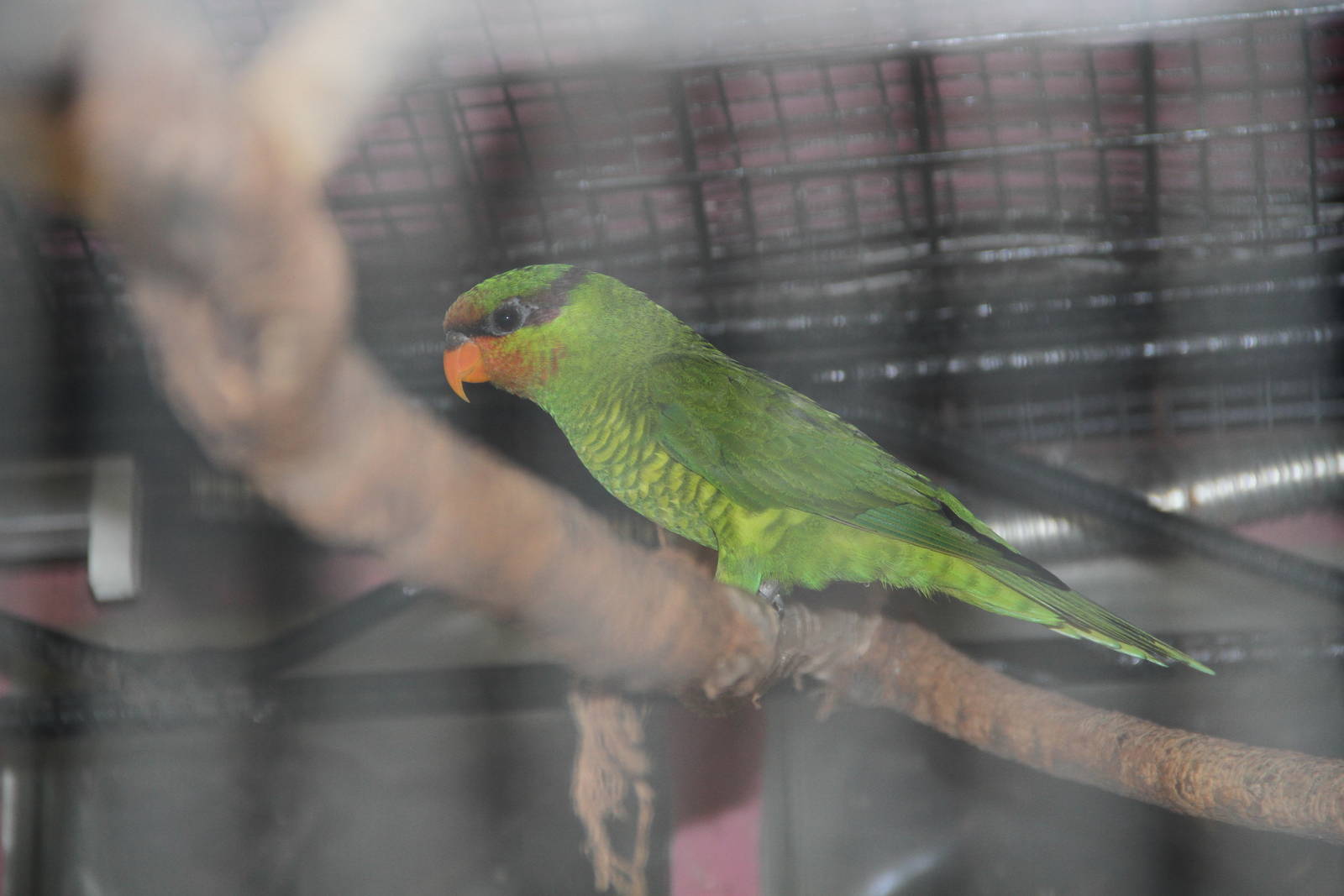 Mount Apo Lorikeet (Trichoglossus johnstoniae)