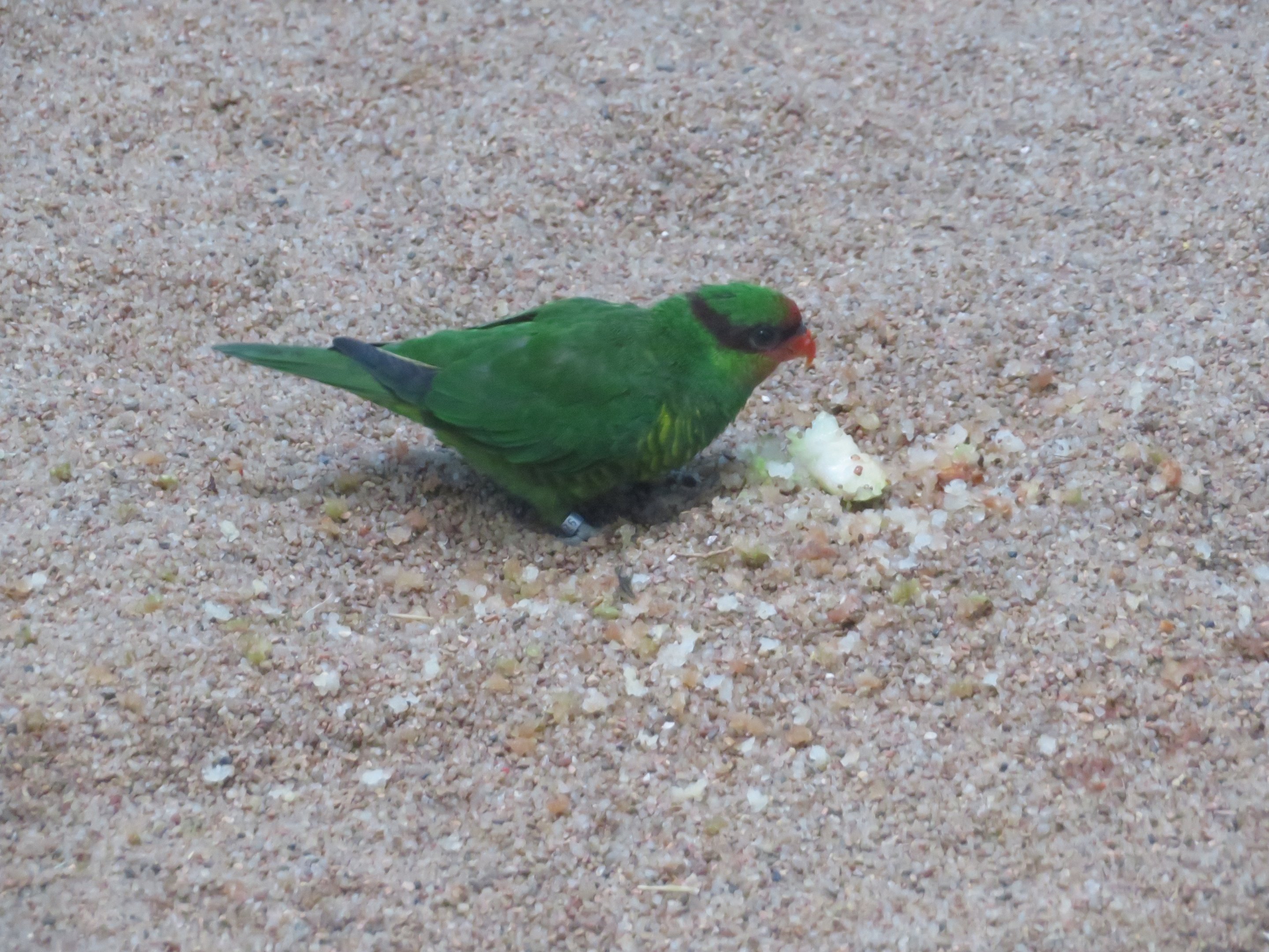 Mount Apo Lorikeet