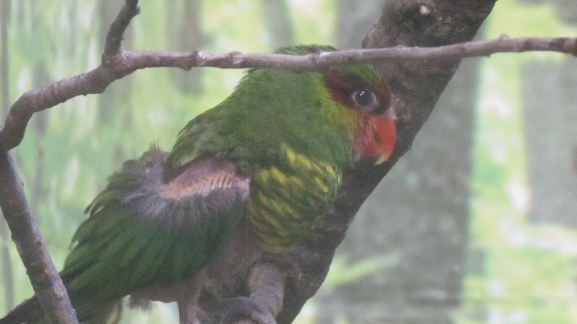 Mount Apo Lorikeet