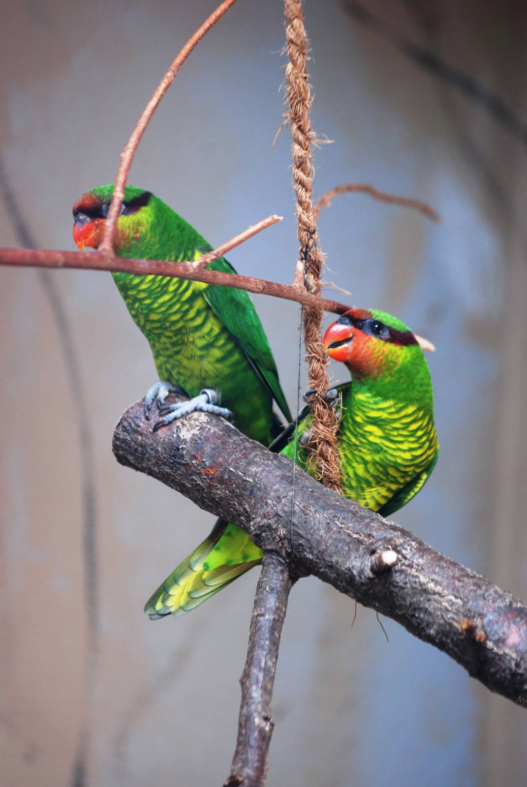 Mount Apo Lorikeets at Prague, 25/08/12
