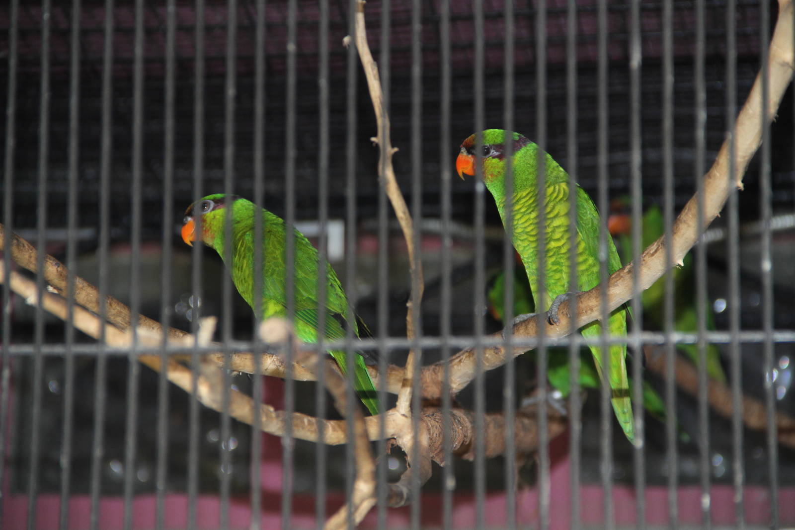 Mount Apo Lorikeets (Trichoglossus johnstoniae)