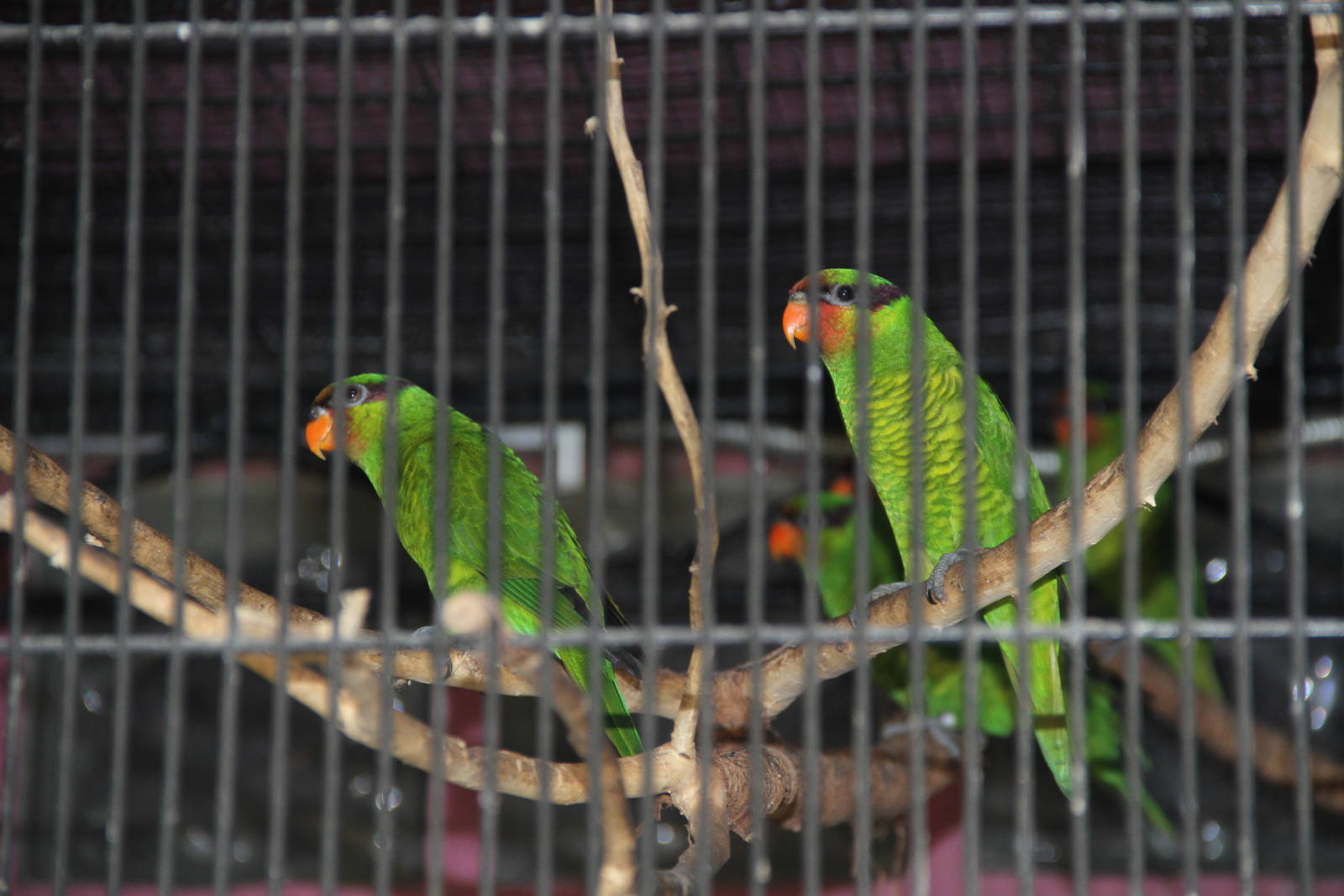 Mount Apo Lorikeets (Trichoglossus johnstoniae)