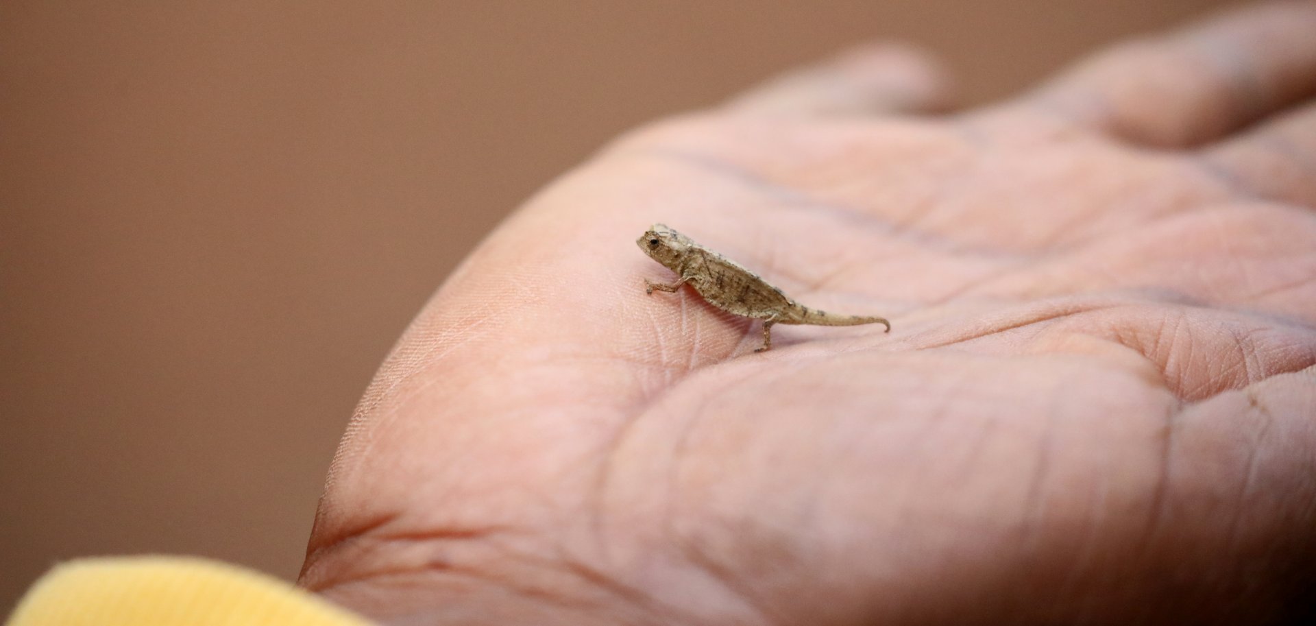 Mount d'Ambre leaf chameleon (Brookesia tuberculata)