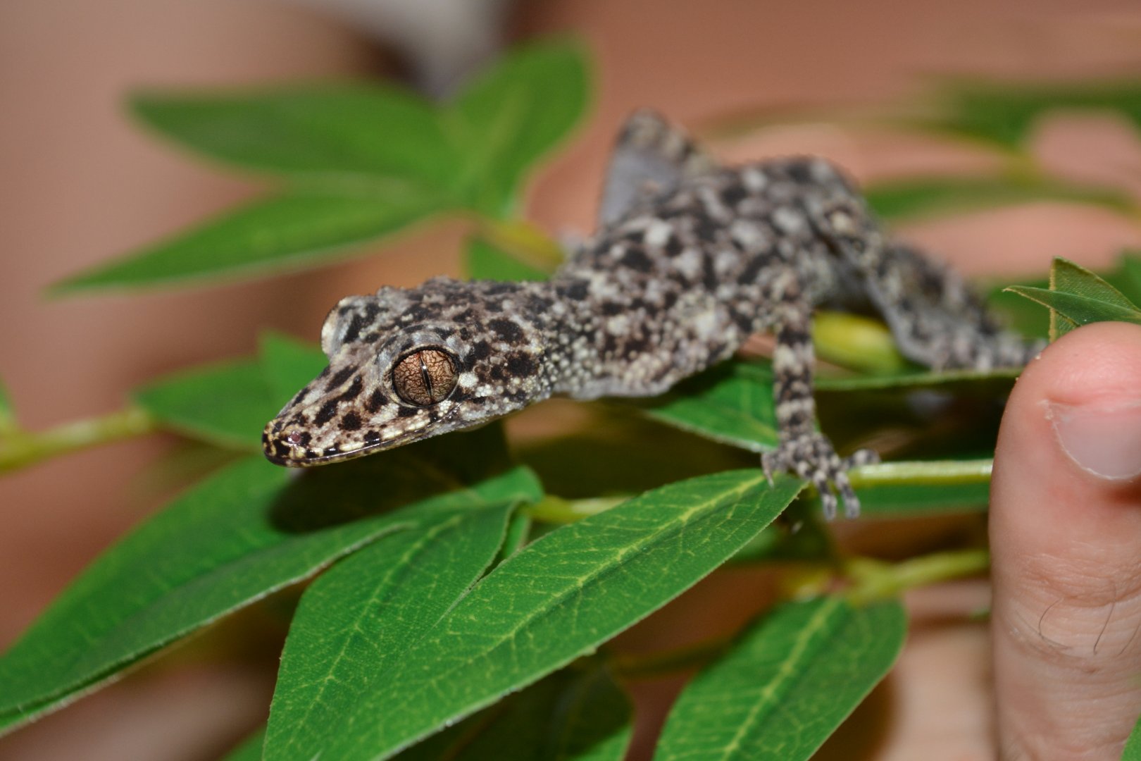 Mount Elliot leaf-tailed gecko (Phyllurus amnicola)