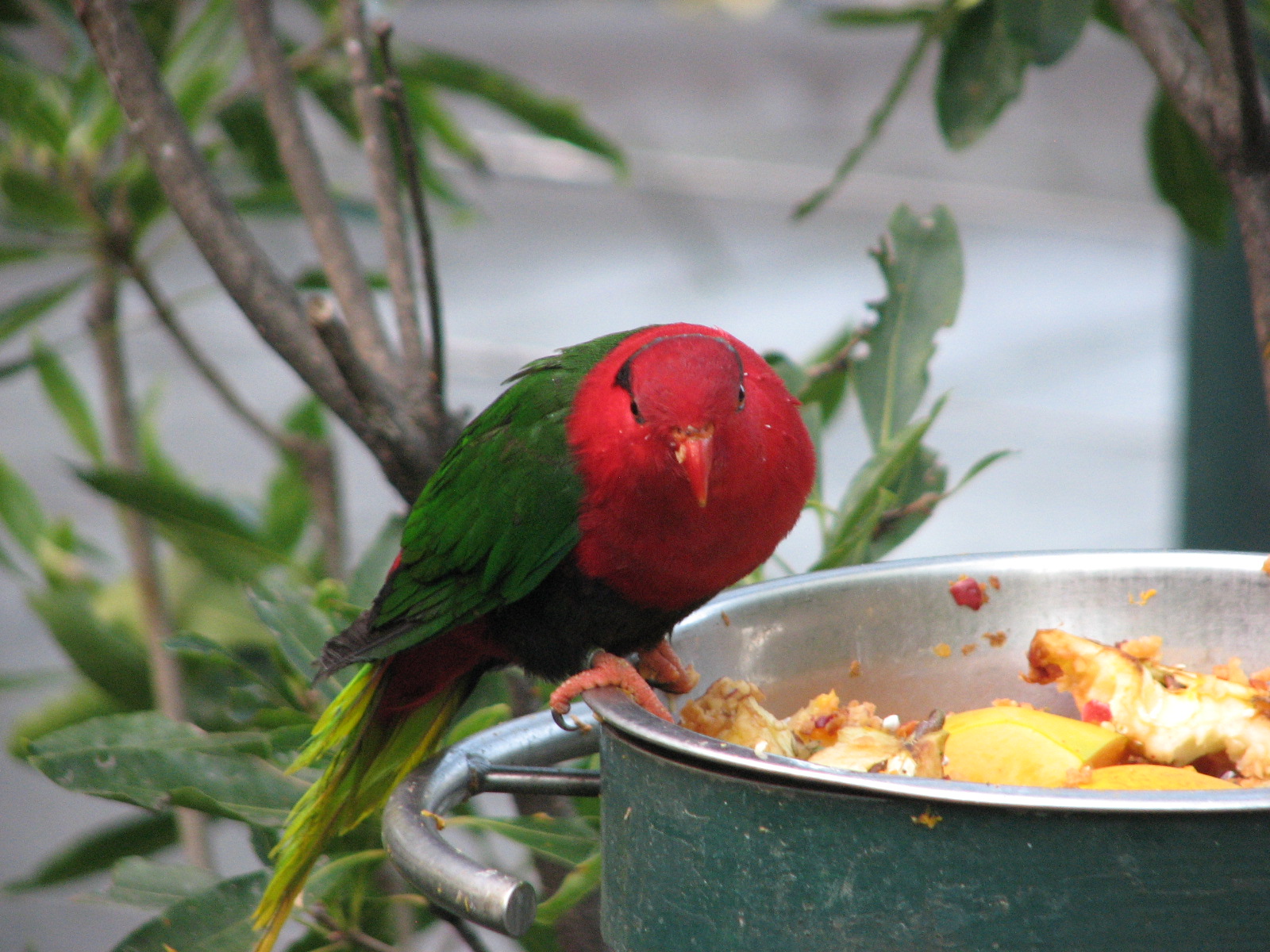Mount Goliath Lorikeet