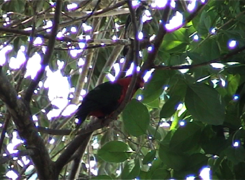 mount goliath lorikeet