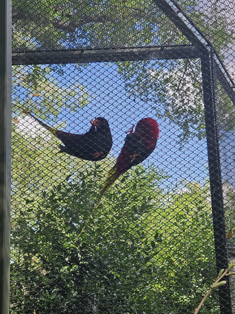 Mount Goliath lorikeets