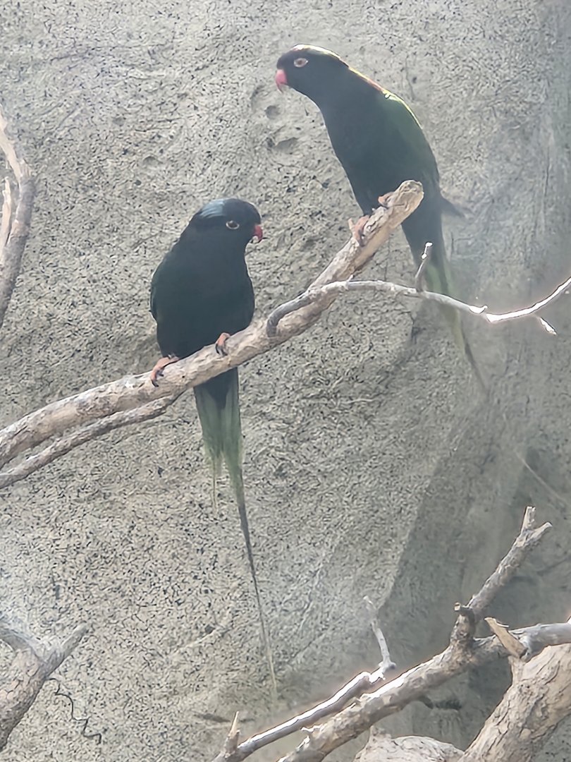 Mount Goliath lorikeets