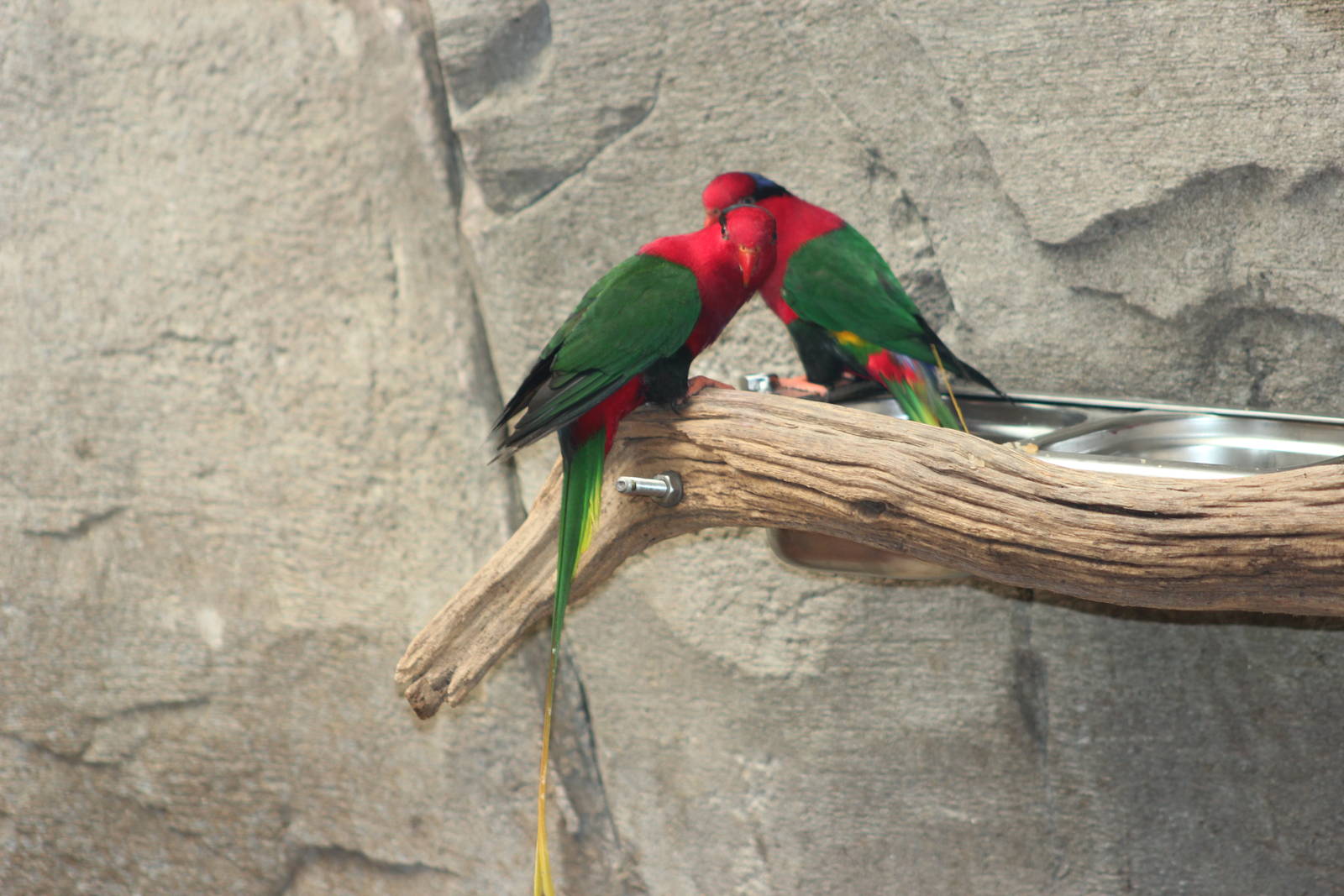 Mount Goliath Papuan lory