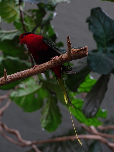 Mount Goliath stelle lory (Charmosyna stellae goliathina)
