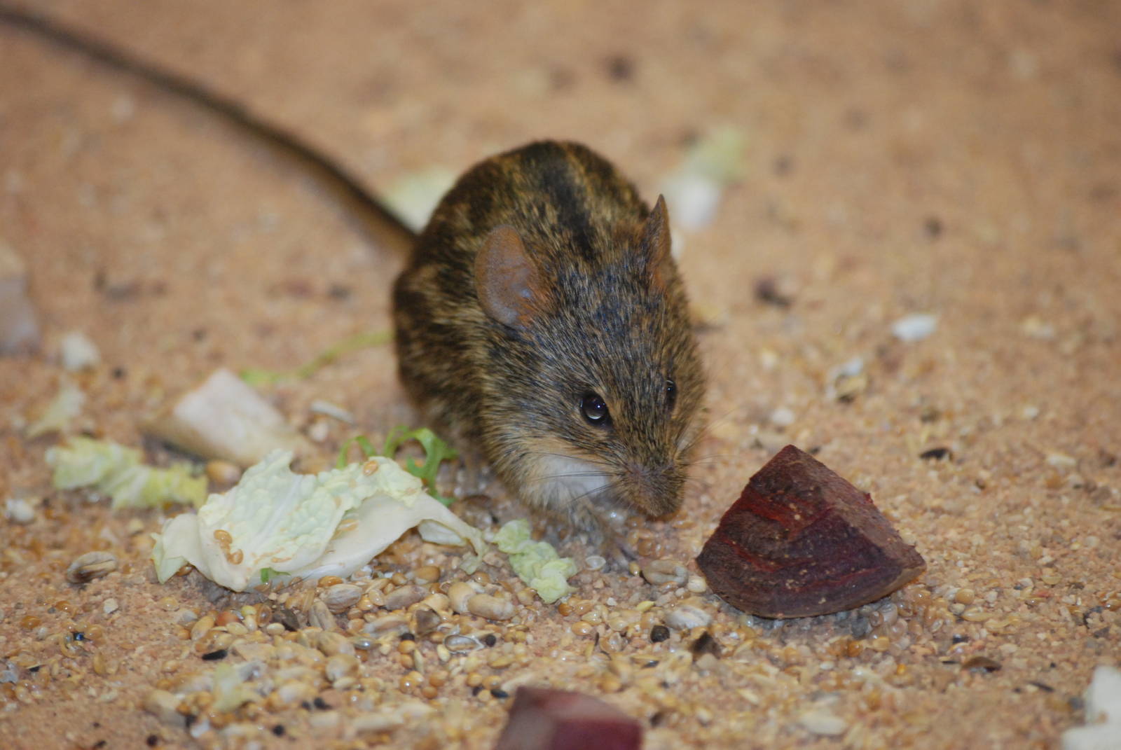 Mount Kenya Grass Mouse at Pilsen, 31/08/12