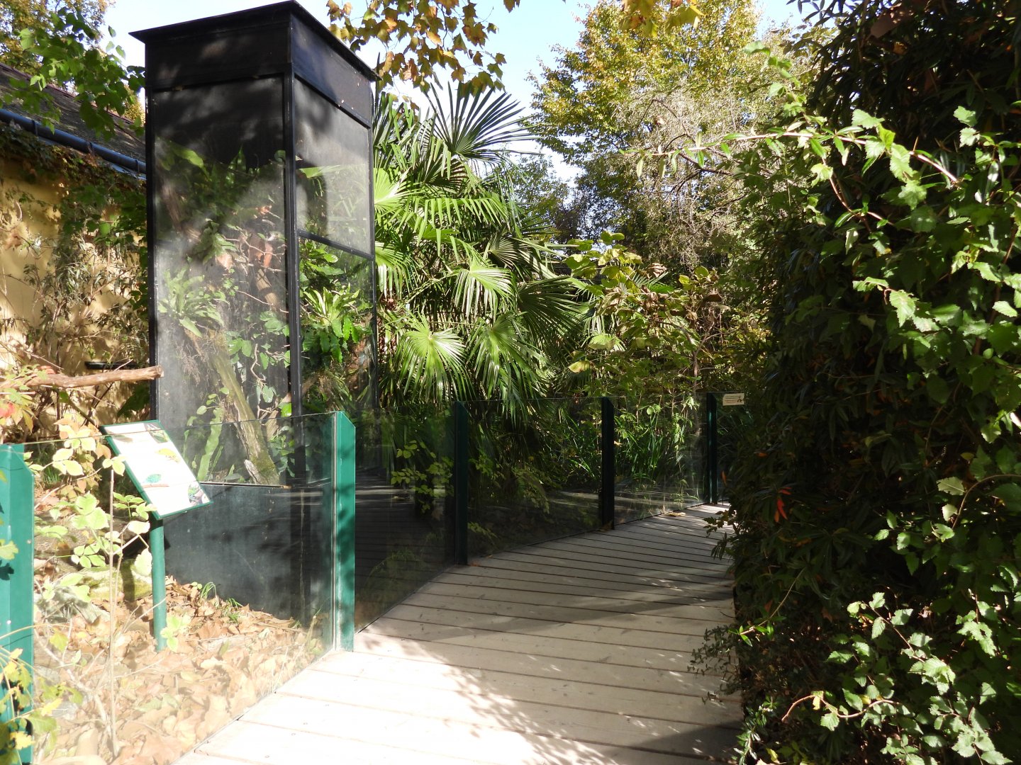 Mount Kenya Three-horned Chameleon outdoor terrarium