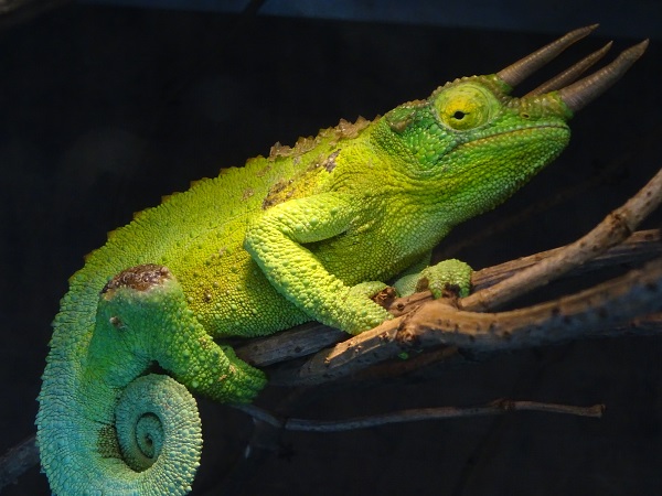 Mount Kenya three-horned chameleon (Trioceros jacksonii xantholophus) male