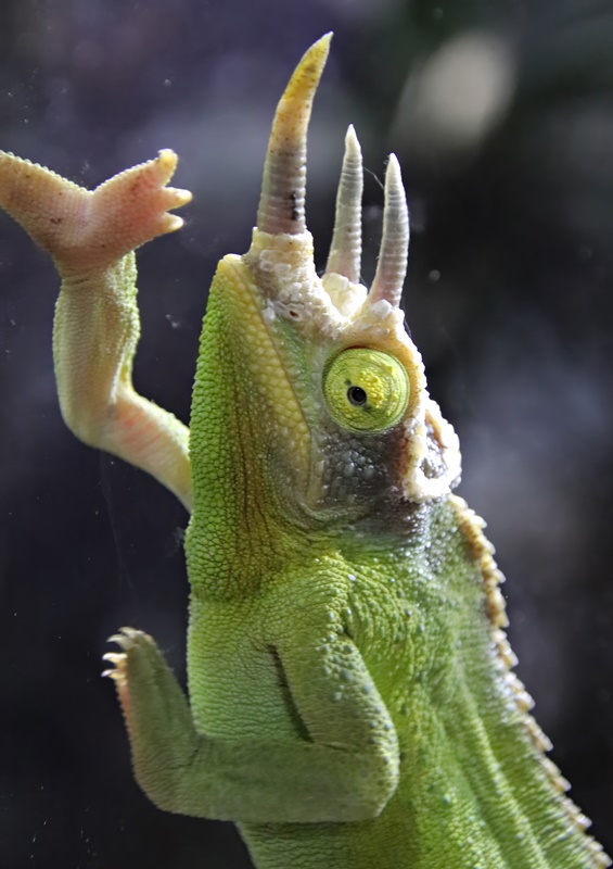 Mount Kenya three-horned chameleon (Trioceros jacksonii xantholophus)