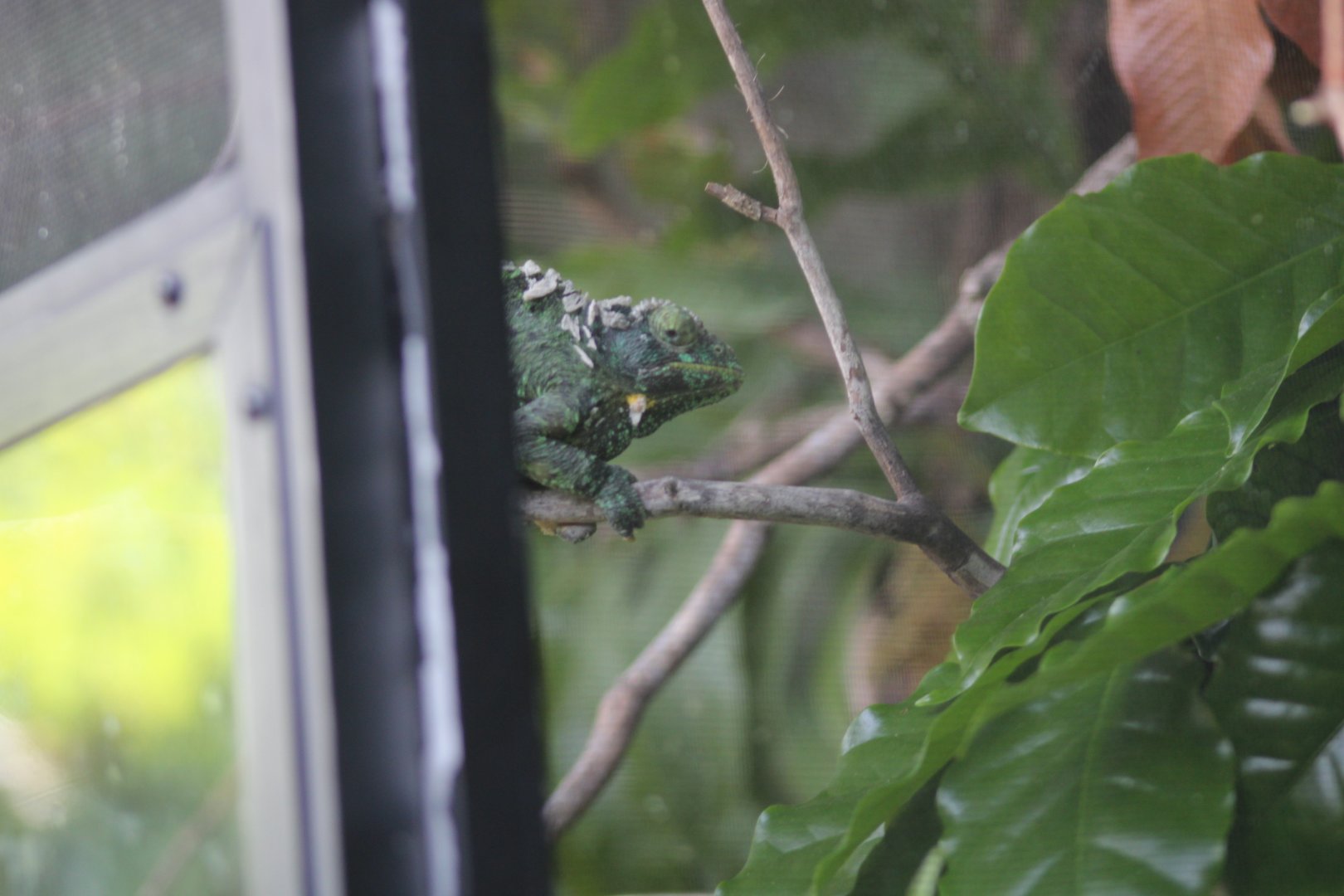 Mount Kenya Three-horned Chameleon