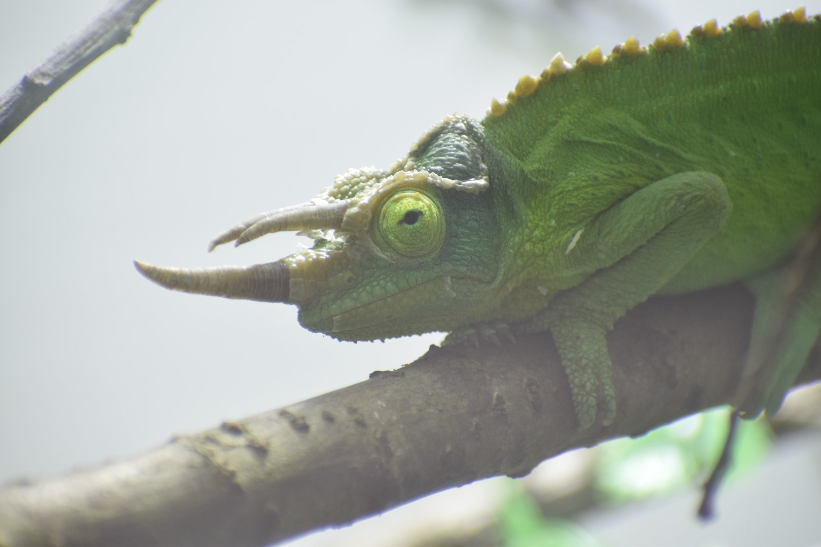 Mount Kenya three-horned chameleon