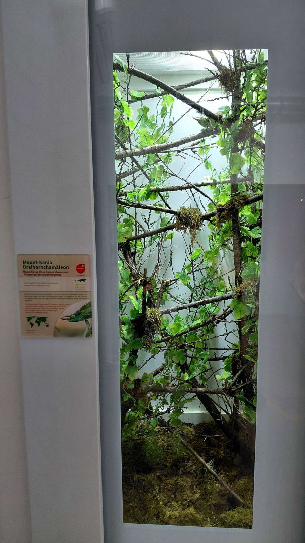 Mount Kenya three-hroned chameleon exhibit