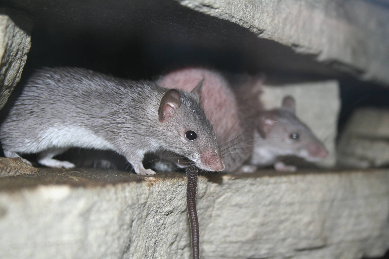 Mount Kulal spiny mice - Chester zoo  June 08
