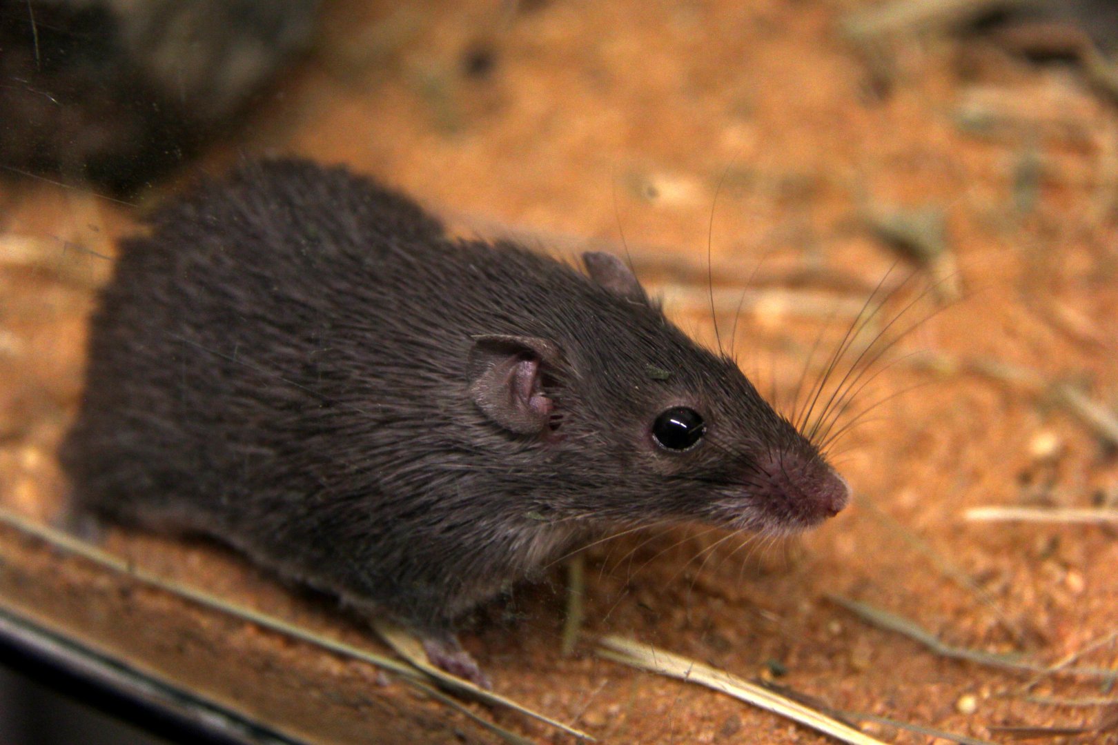 Mount Kulal spiny mouse (Acomys percivali)