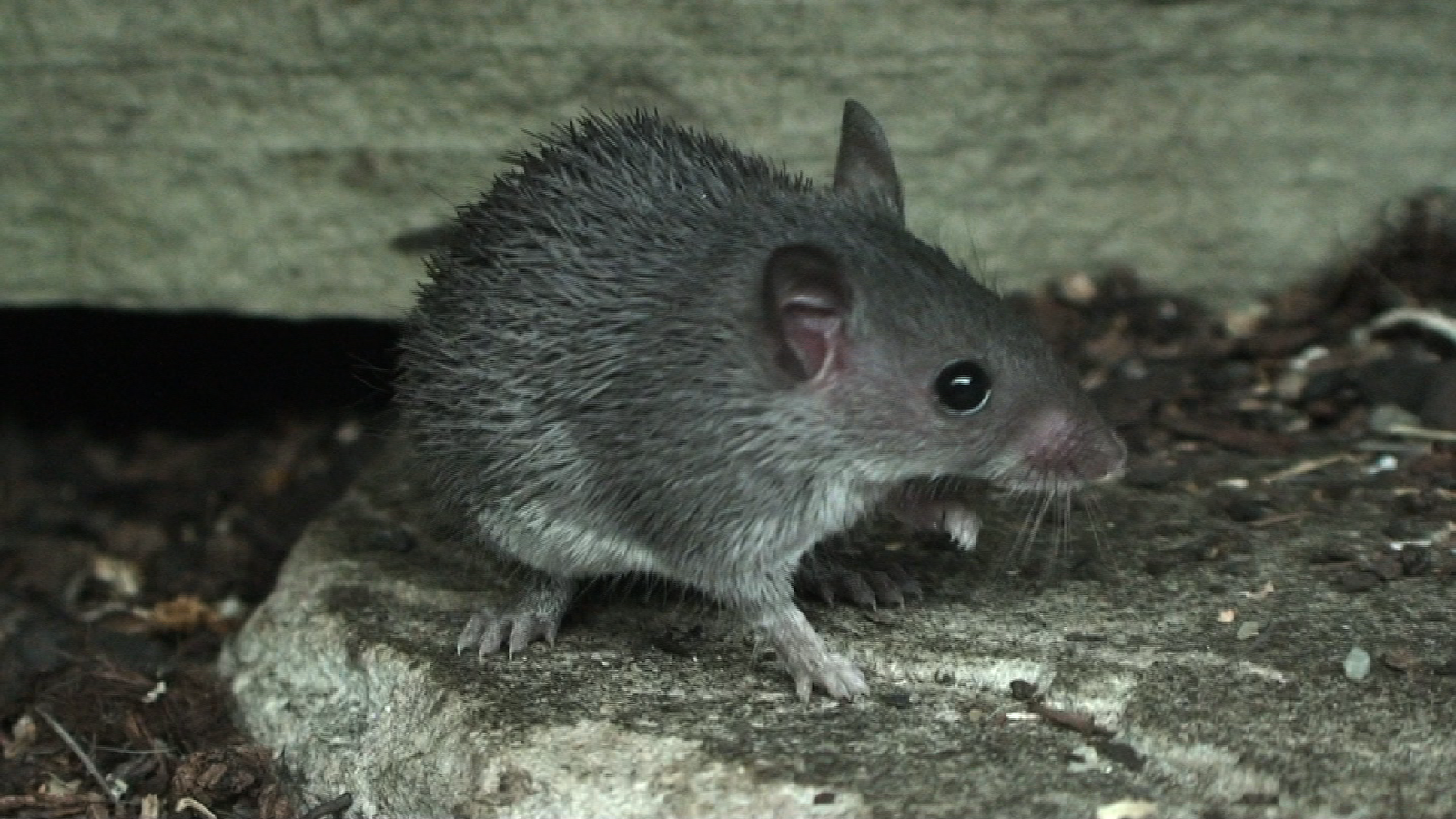 Mount Kulal Spiny mouse