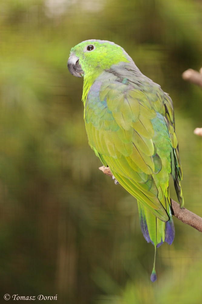 Mount Mada (Buru) Racquet-tailed Parrot (Prioniturus mada) male