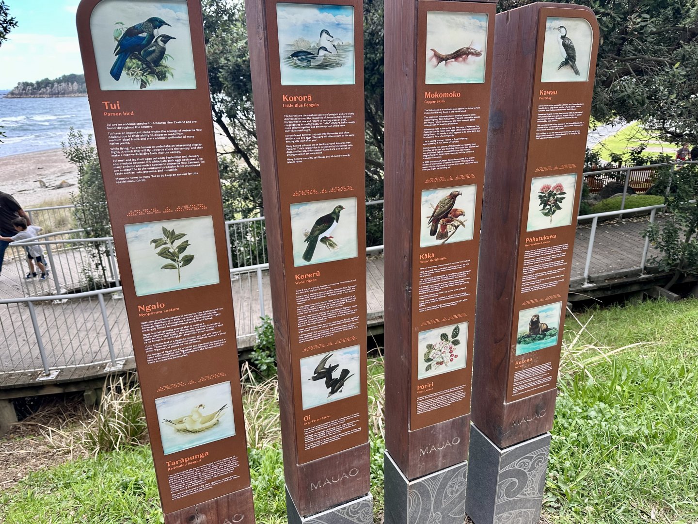 Mount Maunganui Wildlife