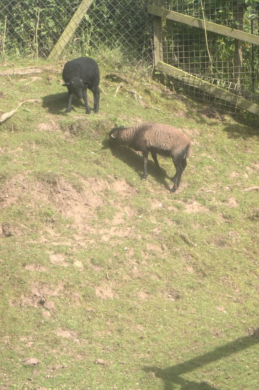 Mount Oku comes to Sewerby, 25th June 2016