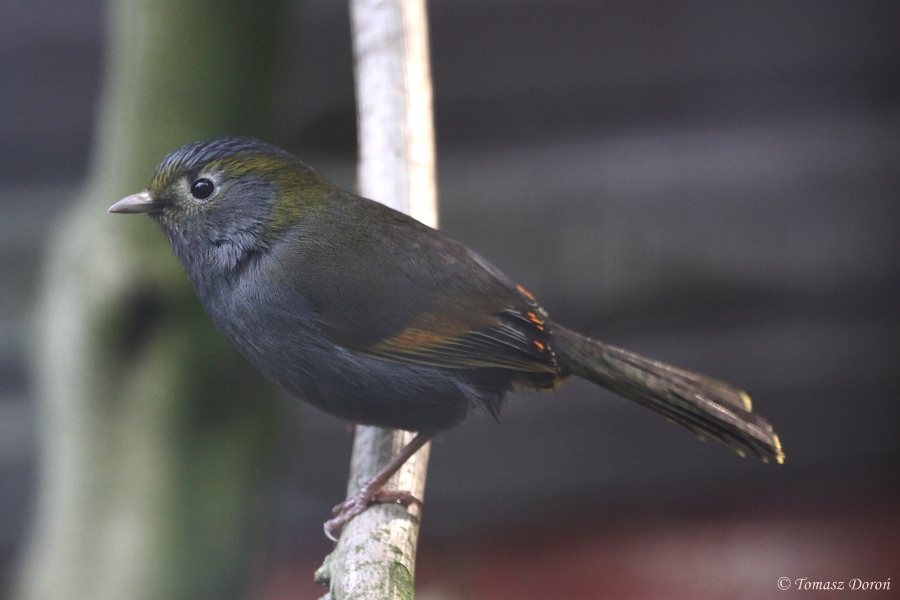 Mount Omei Liocichla (Liocichla omeiensis) June 2010