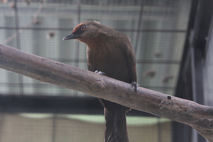 Mount Slamet laughingthrush (Garrulax rufifrons slamatensis) - PCBA
