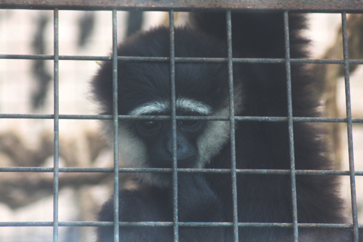 Mountain agile gibbon (Hylobates agilis agilis)