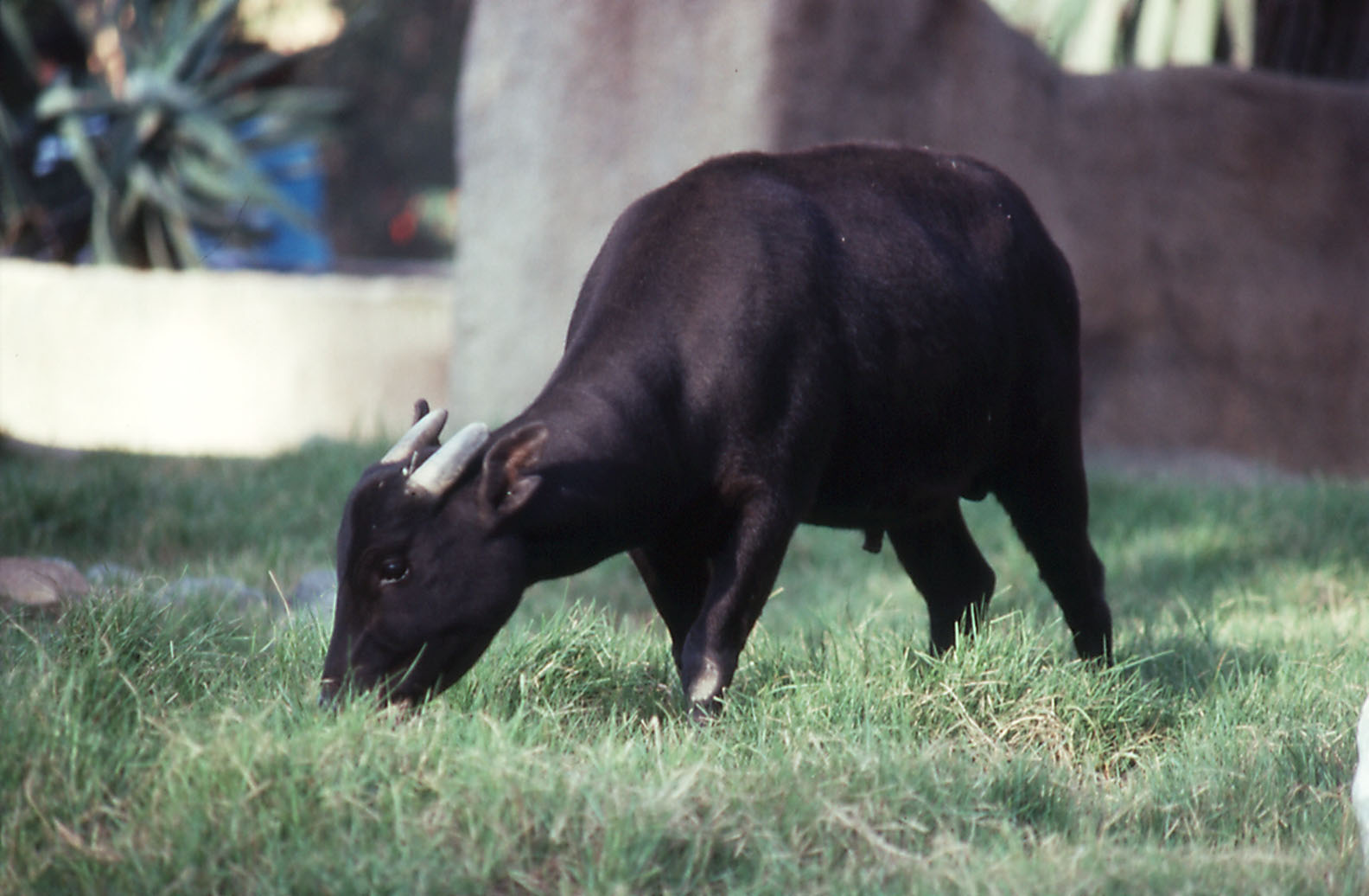 Mountain Anoa - 1990