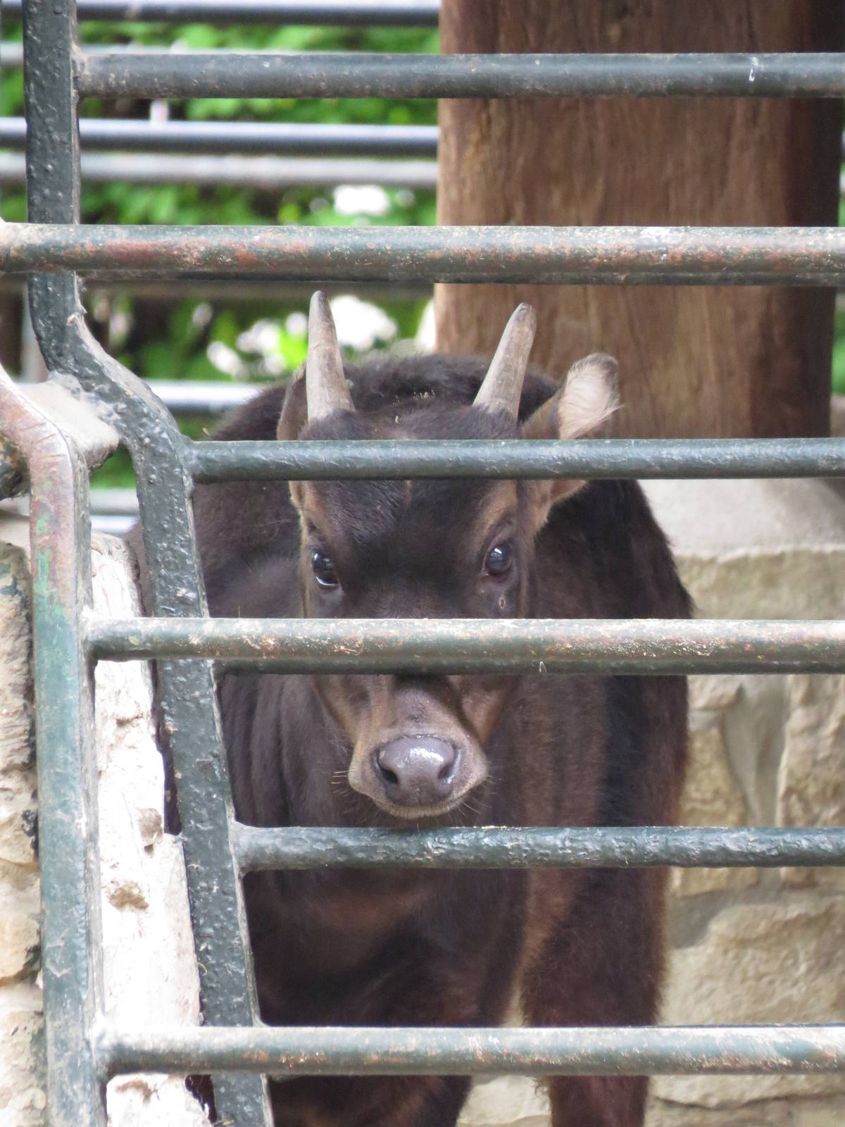 Mountain anoa?, April 2014.