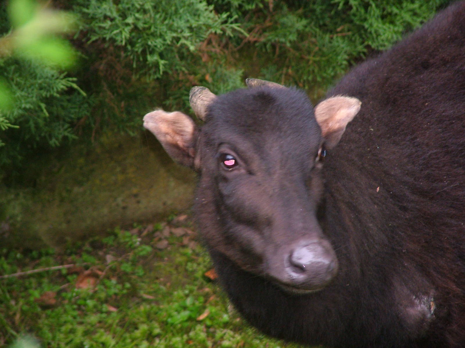 Mountain Anoa at Krefeld 15/05/09