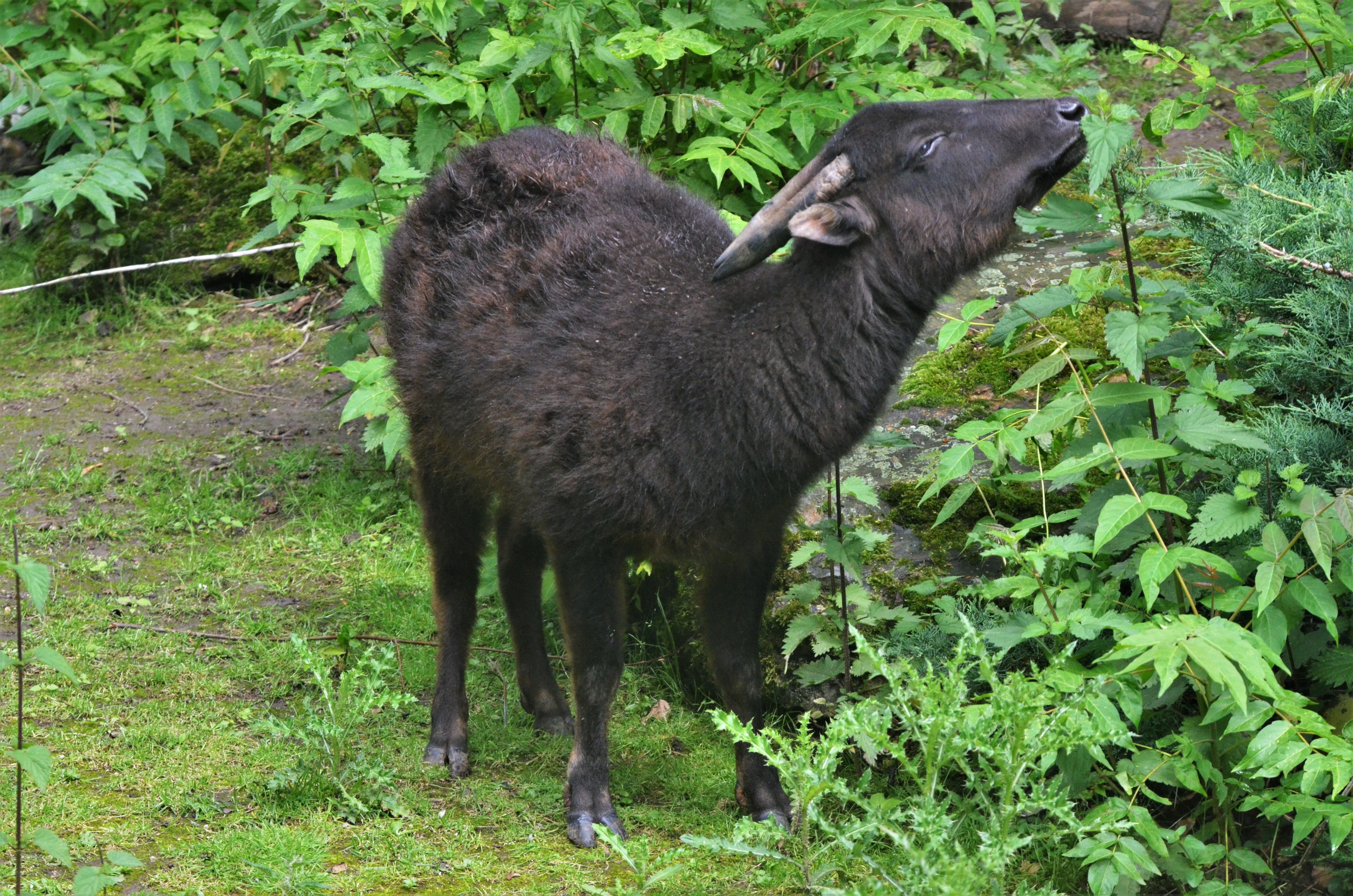 Mountain Anoa at Krefeld, 15/06/19