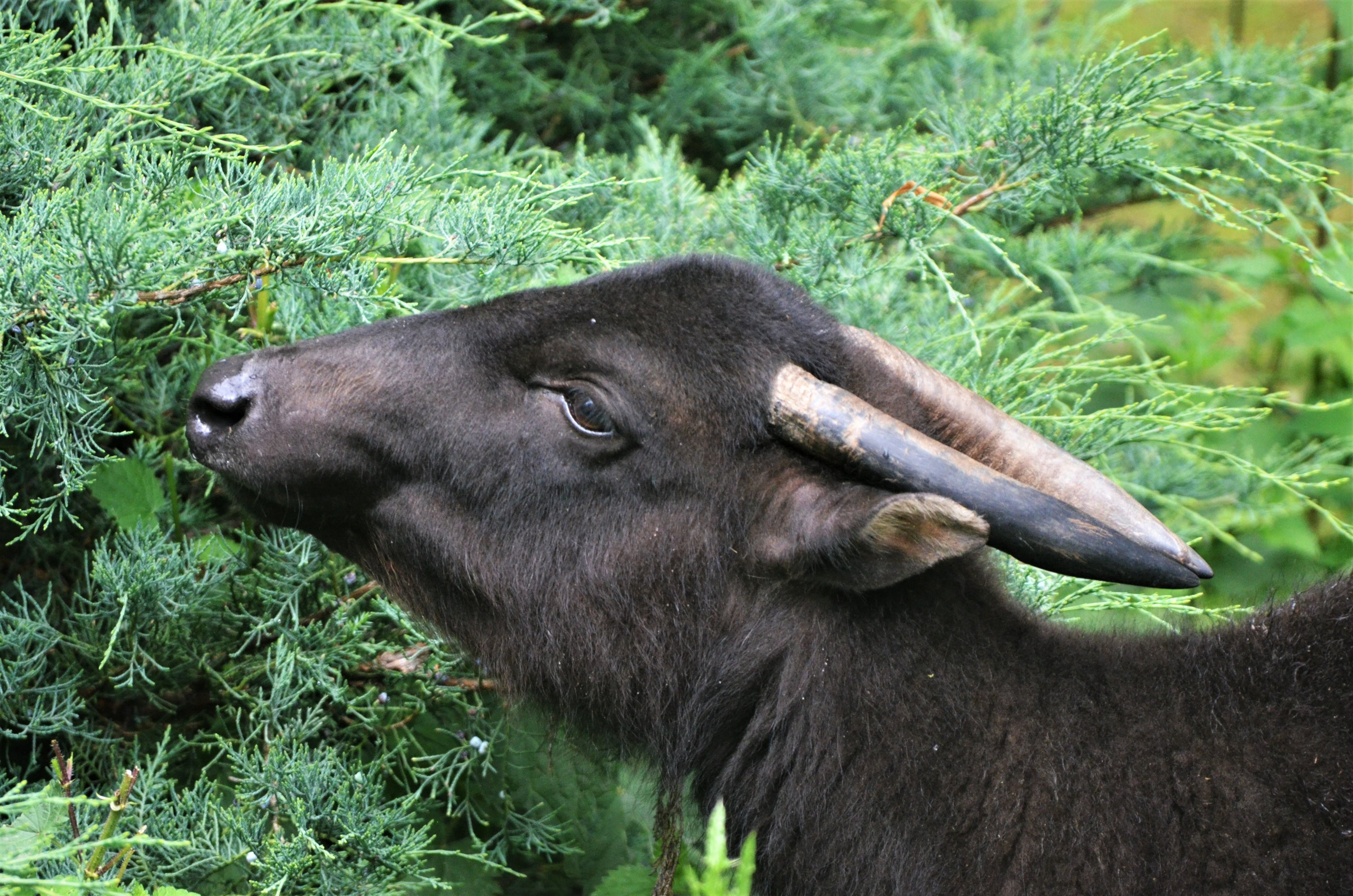 Mountain Anoa at Krefeld, 15/06/19