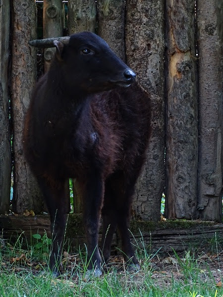 Mountain anoa (Bubalus quarlesi) (07/22)
