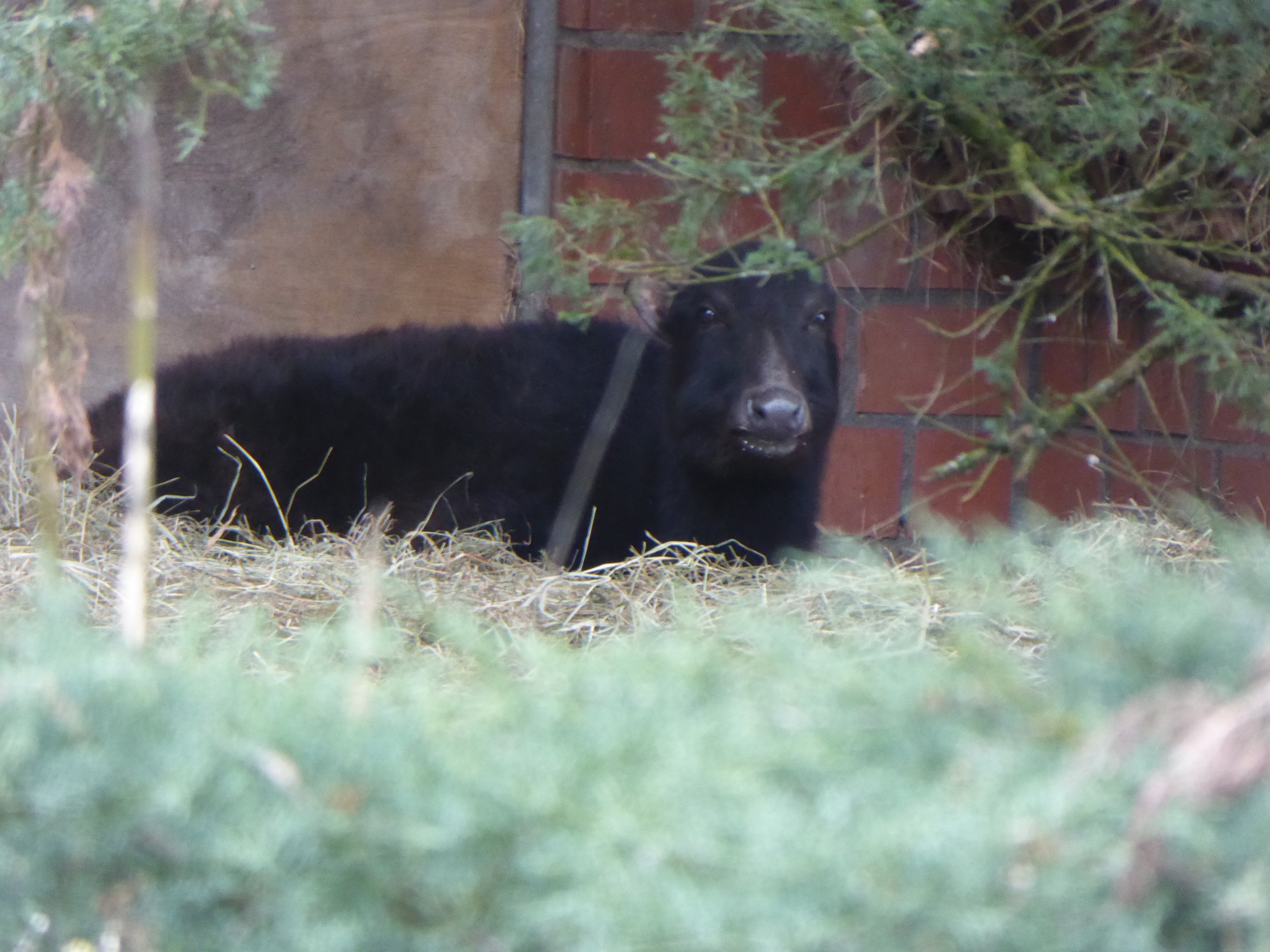 Mountain Anoa (Bubalus quarlesi) at Zoo Krefeld - February 6th 2018