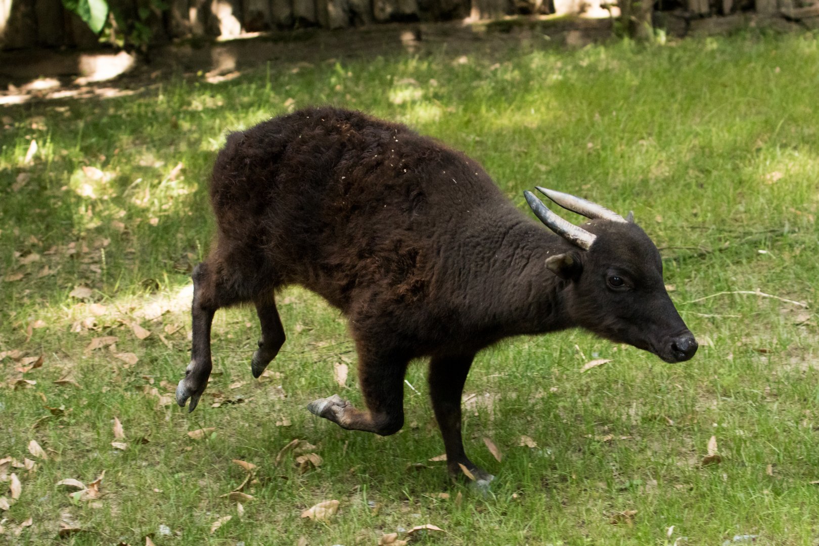 Mountain Anoa (Bubalus quarlesi) "Idris"